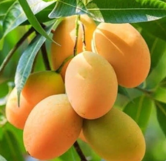 Alphonso Mango