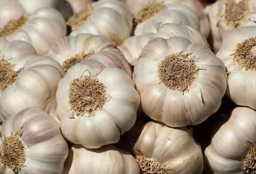 Garlic
