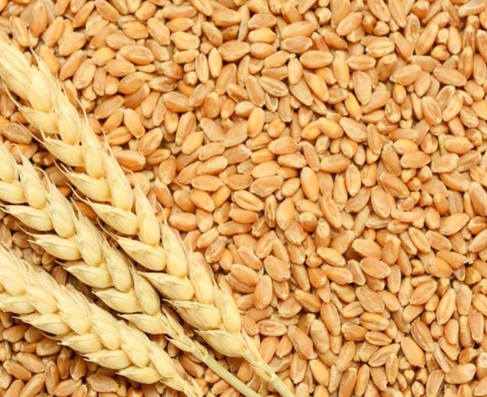 Wheat